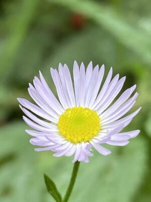 meditatieavond, 4 maart 2025